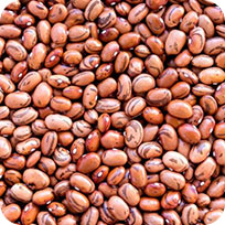 Pinto Beans